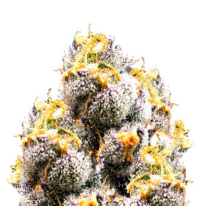 Anesia Scout Cookies