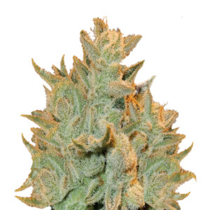 WHAM Weed Strain