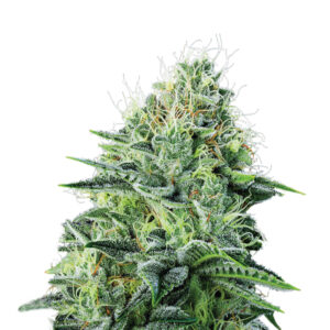 Auto Strawberry Banana